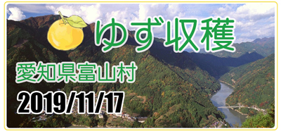 愛知県豊根村[とみやま村]ゆず収穫隊|とみやまの柚子収穫