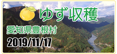 愛知県豊根村[とみやま村]ゆず収穫隊|とみやまの柚子収穫