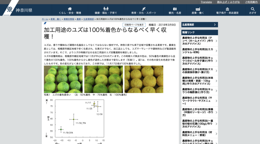 [記事紹介]加工用途のユズは100％着色からなるべく早く収穫！|愛知県豊根村[とみやま村]ゆず収穫隊|とみやまの柚子収穫