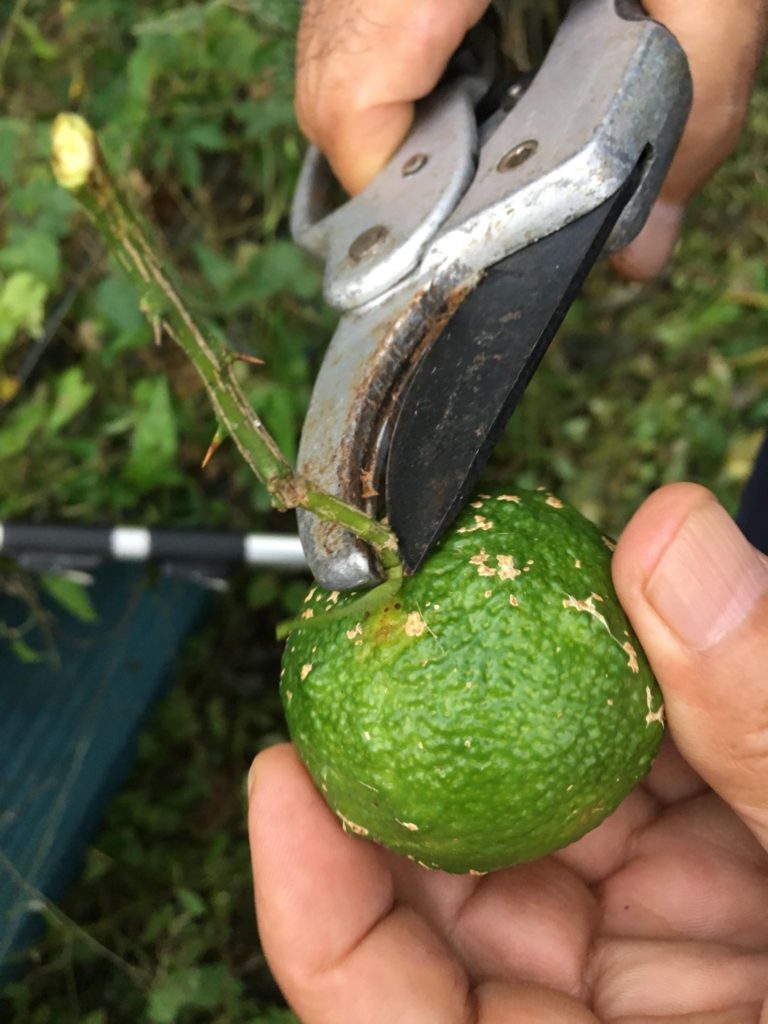 収穫隊の必須グッズ 剪定バサミ ナイフ について 愛知県豊根村 とみやま村 ゆず収穫隊 とみやまの柚子収穫