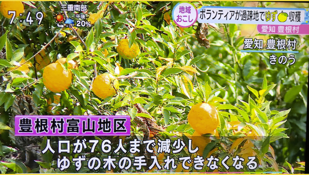 NHK総合|おはよう日本・東海で紹介頂きました|愛知県豊根村[とみやま村]ゆず収穫隊|とみやまの柚子収穫