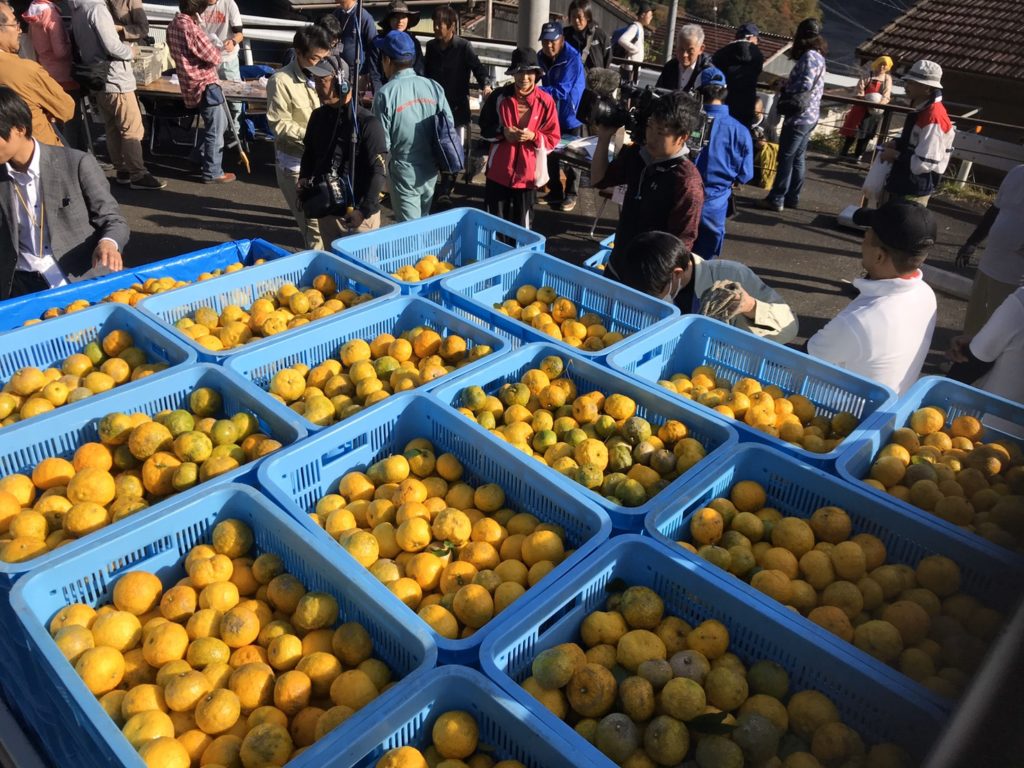 結果報告|愛知県豊根村[とみやま村]ゆず収穫隊|とみやまの柚子収穫
