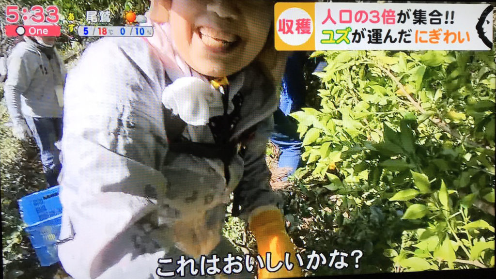 東海テレビ|ニュースOneで紹介頂きました|愛知県豊根村[とみやま村]ゆず収穫隊|とみやまの柚子収穫