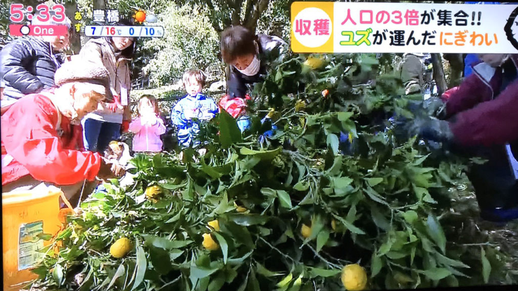 東海テレビ|ニュースOneで紹介頂きました|愛知県豊根村[とみやま村]ゆず収穫隊|とみやまの柚子収穫