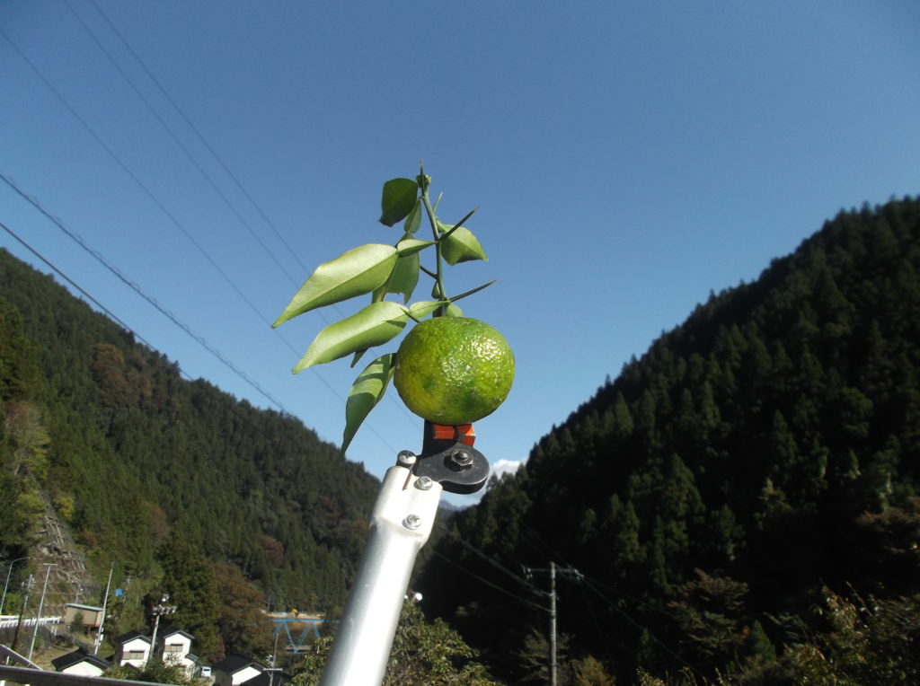 [11/17豊根村]ゆずの収穫方法について|愛知県豊根村[とみやま村]ゆず収穫隊|とみやまの柚子収穫